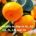 Mandarin Orange Tree Plant Dancy Tangerine Easily Peel 15 Inch Tall 1 Gallon Pot
