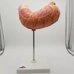 Modelo científico de estómago humano 3B, 2 partes K15 - Imagen 1 de 4