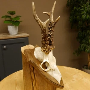 Capriolo Älteres Cervi Bock Corna di Cervo Su Scudo Trofeo 603.243 - Bild 1 von 9