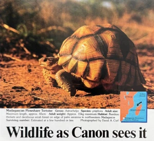Canon Camera Autofocus SLR EOS 620-650 Tortoise Turtle Vintage Print Ad 1988 - Picture 1 of 5