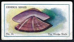 CEREBOS - SEA SHELLS - #84 THE WEDGE SHELLS - Picture 1 of 2