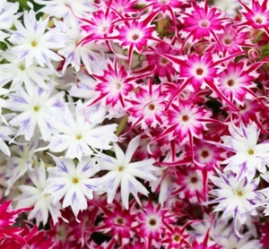 20 Semi Brillante Stella Margherita Semi Fiori Giardino Casa - Foto 1 di 5