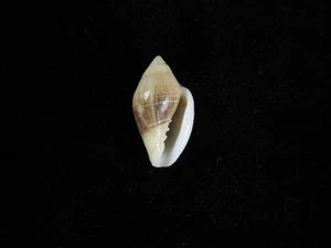 Sea Shell Marginella belcheri 18.7mm ID#9429 - Picture 1 of 2