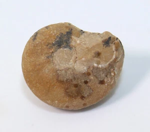 Goniatit, Cyrtoclymenia involuta, Devon, Famenne, Ural, Russland -eb6681 - Picture 1 of 6