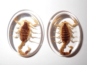 Insect Cabochon Golden Scorpion Specimen Oval 31x41 mm Clear 2 pieces Lot - Picture 1 of 17