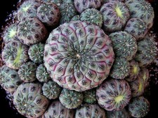 Rebutia Rauschii  cactus vástago planta 1 unidad