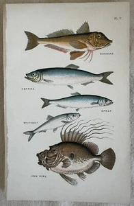 Chromolithograph Cute Chick Herring Fish Saint Pietro Fishes Kitchen Recipe - Bild 1 von 1