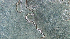 Wyoming 2007 P State Quarter Error Doubled Saddle Horn DDR-018 WDDR-005 Unc. - Picture 1 of 6