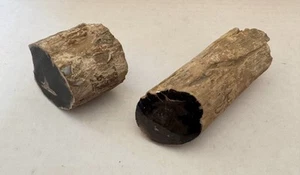 Lot 2 Petrified Fossilized Wood Limb Casts Branches One End Polished 2” and 5” - Picture 1 of 13