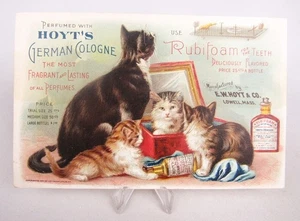 Hoyt's German Cologne Rubifoam 1894 Cat Looking in Mirror Victorian Trade Card - Picture 1 of 4