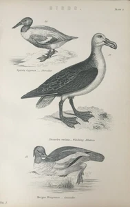 Antique Bird Print c.1870s | Shoveller, Albatross & Goosander | Engraving - Picture 1 of 4
