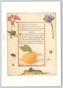 Postcard Illuminated Manuscript Christian Prayer in Latin Flowers and Lemon - Picture 1 of 2