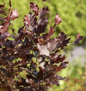 Säulen Blutbuche Dawyck Purple 40-60cm - Fagus sylvatica - Bild 1 von 1