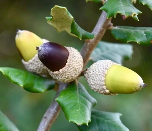 Quercus ilex SEEDS - - SAMEN Eiche | Immergrüne Eiche - Bild 1 von 3