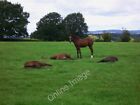 Photo 6x4 Mares at rest East Lavington Above the horse to the right the m c2010