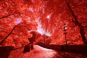 Aerochrome 67mm filter, Infrared *** SEE VIDEO *** for Full Spectrum Modified - Picture 1 of 17