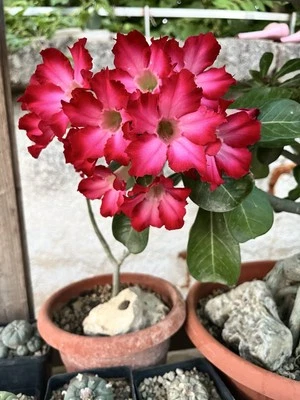 Adenium Obesum Bonsai / Rosa Del Deserto - Image 1 of 4