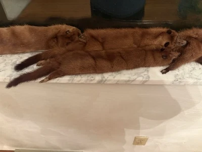 Vintage Mink Stole Brown Real Fur Neck Warmer Old Money Fashion Winter Scarf - Image 1 of 4