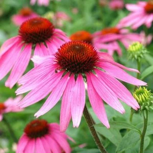 PURPLE CONEFLOWER Echinacea Perennial Pollinator Cut Flowers Non-GMO 200 Seeds! - Picture 1 of 6