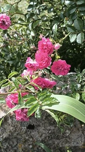 8 Cuttings Pink Seven Sisters Roses Family Heirloom Climbing  6 Inch No Roots - Picture 1 of 1