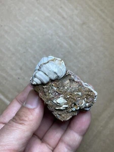 72g Freshwater snail specimen Oligocene - Picture 1 of 19