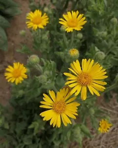 Árnica Mexicana - Heterotheca inuloides - 25+ Semillas - Semillas - E 120 - Imagen 1 de 1
