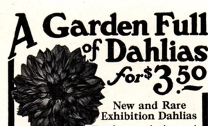 Antiguo anuncio Un jardín lleno de 12 tubérculos de dalia $3,50 Stumpp & Walter Co NYC - Imagen 1 de 2