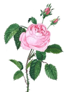 11X14 ZOLL DRUCK GEMÄLDE RYTA ROSA ROSE BLUME Volkskunst Frühling Ostern 🌹 - Bild 1 von 1