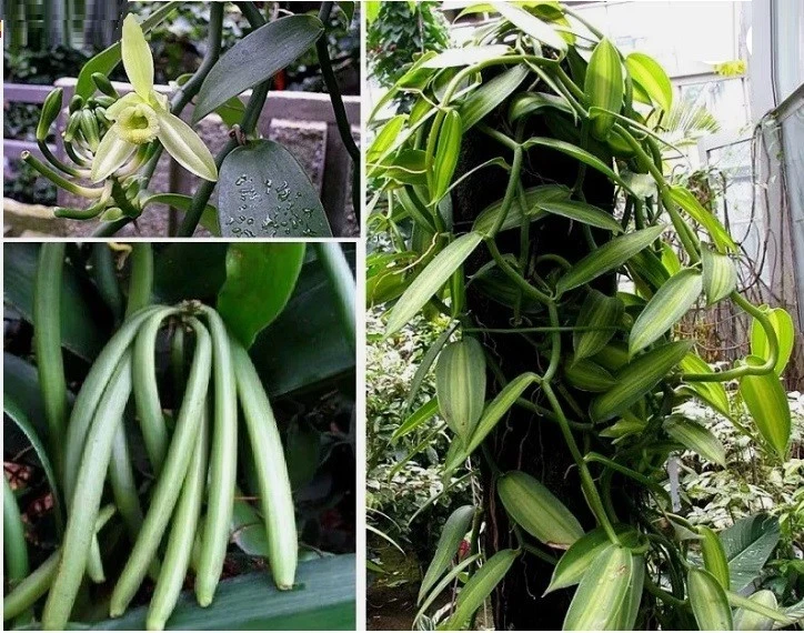 echte Vanille Bambus Pflanze für die Wohnung drinnen Zimmerpflanze pflegeleicht - Bild 1 von 1