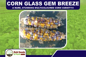 Corn Glass Gem Breeze - A Rare, Stunning Multicoloured Corn Variety!!! - Picture 1 of 6