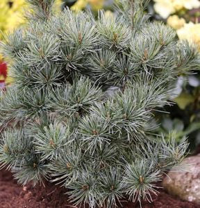 Japanische Zwergmädchenkiefer 20-25cm - Pinus parviflora - Bild 1 von 1