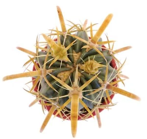 Ferocactus latispinus var. flavispinus - - Lingua del Diavolo | Cactus Caramell - Imagen 1 de 3