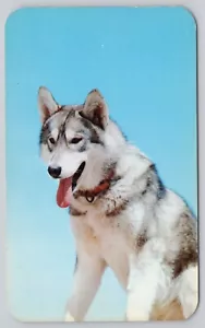 Kiska Young Malamute Lead Sled Dog Toklat Team Chrome Postcard - Imagen 1 de 2