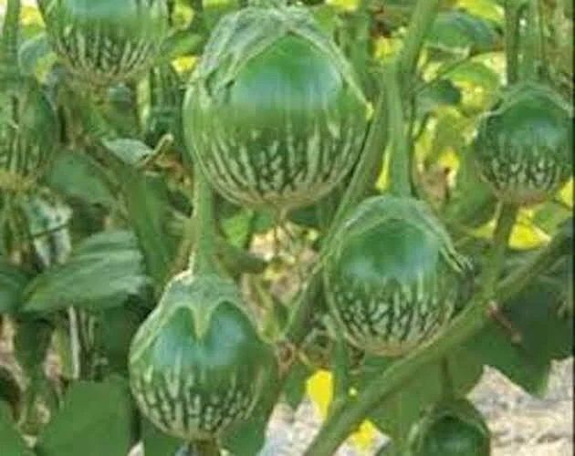 100++ seeds - Thai small eggplant - Petch Siam -  Vietnamese CA PHAO Aubergine, - Image 1 of 1