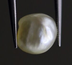 1.56 Ct Natural Pearl Loose From Basra Iraq Undrilled Real Certified Gem