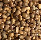 Bayo Beans Frijoles de Olla II Heirloom Seed Packet