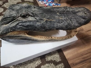 17" Alligator Head Gator Taxidermy - Picture 1 of 4