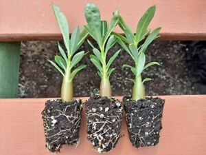 US Seller. 3 Desert Rose Plants/Adenium Obesum Mixed colors. Height 2-4 inches