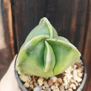 Astrophytum myriostigma tricostatum Kaktus, Sukkulente Pflanze - Bild 1 von 8