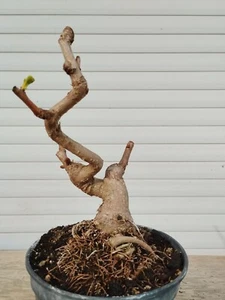 Bonsai Ginkgo Biloba - Bild 1 von 3