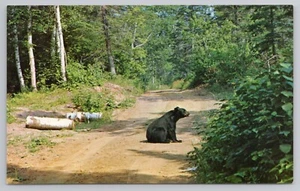 Postal de Minnesota Black Bear en verano - Imagen 1 de 2