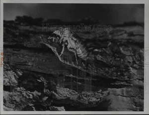 1965 Press Photo Insects - Picture 1 of 2