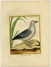 Antique Print-NORTHERN FULMAR-PETREL-Martinet-Buffon-1770