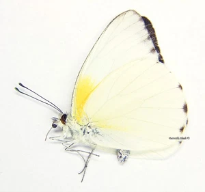 Unmontierter Schmetterling/Pieridae - Appias epaphia epaphia, M, Elfenbeinküste, A- - Bild 1 von 1