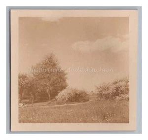 Egerstorf LK Harburg 1940 - Schwarzdornblüte im Frühling - Altes Foto - Picture 1 of 2