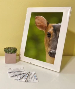 Kunstdruck Bild Bild Foto Fotografie - Muntjac Hirschbock Natur Tierwelt - Bild 1 von 4