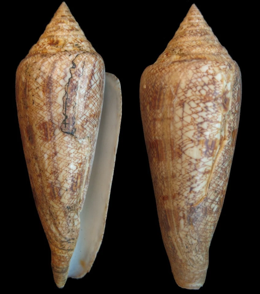 Conus gloriamaris 119.2 mm. 9 USD International shipping - Image 1 of 1