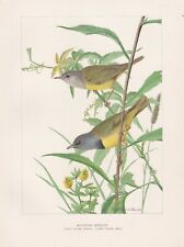 3 Original Antique Songird Prints: Wablers Vireo & Cuckoo by L. A  Fuertes 1904