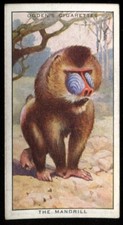 Tobacco Card, Ogdens, COLOUR IN NATURE, 1932, The Mandrill, #35