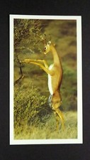 1 x Grandee Cigar card African Wildlife Gerenuk ± No 21 ≠ Q29